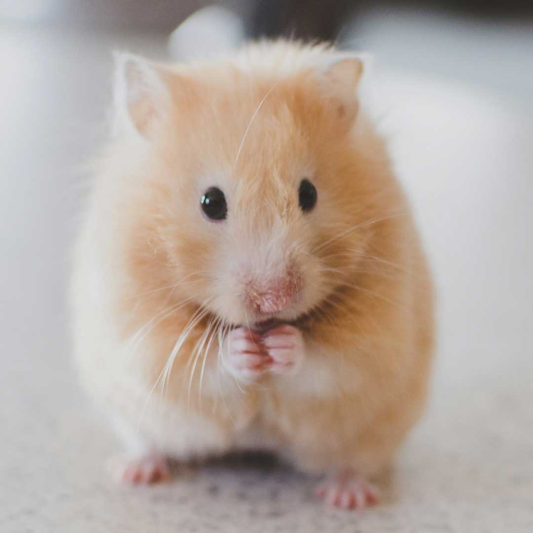 hamsters