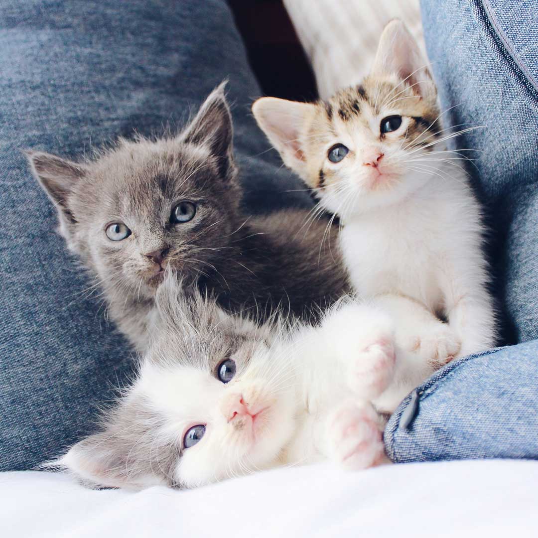 kittens